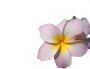 Plumeria%20website%202%20New%20Small%20Image.png